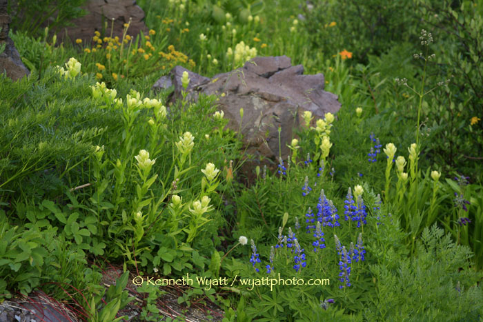 rock, flower, wildflower, mountain, valley, lupine, paintbru photo